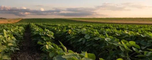 The State of ESG – with Rachel Lowe, Matt Toohey and Alyse Mauro Mason